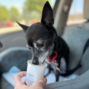 Ebbi, Chihuahua, senior, available for adoption