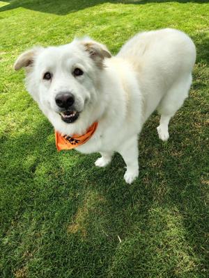 Gracie, Great Pyrenees / Anatolian Shepherd, adult, available for adoption