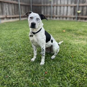 Izzie, Australian Cattle Dog / Blue Heeler, young, available for adoption