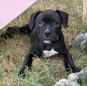 Tenor, Pit Bull Terrier / American Bulldog, puppy, available for adoption