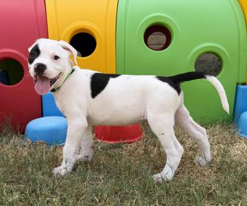 Treble, Pit Bull Terrier / American Bulldog, puppy, available for adoption