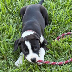 Rhyme, Pit Bull Terrier / American Bulldog, puppy, available for adoption