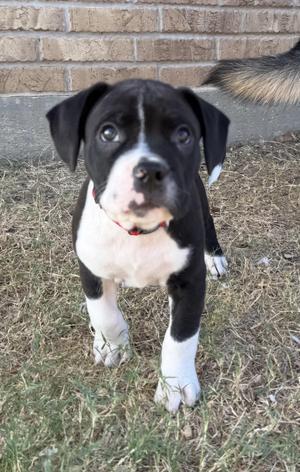 A black and white puppy standing on grass with a brick wall in the background.