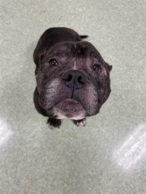 A black dog with a wrinkled face looking up at the camera.