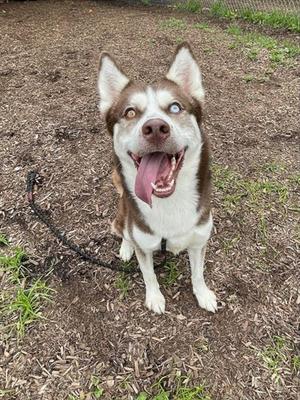A happy husky dog with brown and white fur, sitting on the ground with its tongue out, looking up at the camera.