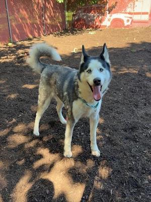 DONNER, Siberian Husky, senior, available for adoption