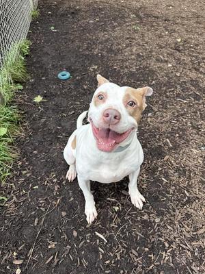A happy white and brown dog sitting on the ground with its mouth open, looking up at the camera.
