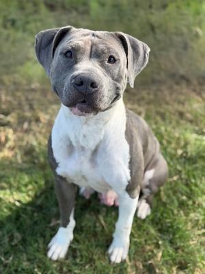 A gray and white pit bull terrier sitting on grass, looking up with its ears perked and tongue slightly out.