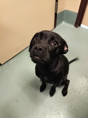 Ash, Mixed Breed, young, available for adoption