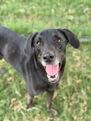 A black dog with floppy ears and a pink tongue is standing on grass, looking up at the camera with a happy expression.
