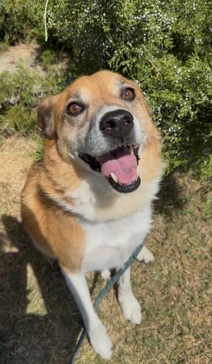 Biscuit, Australian Cattle Dog Mix, senior, available for adoption