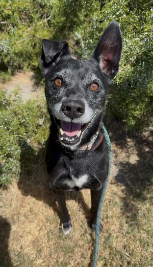 Russ, Labrador Retriever Mix, senior, available for adoption