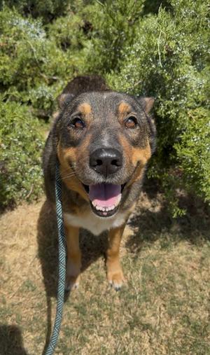 Honey, German Shepherd Dog Mix, senior, available for adoption