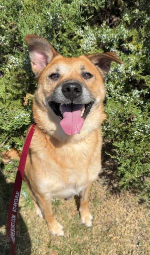 Astro, German Shepherd Dog Mix, adult, available for adoption