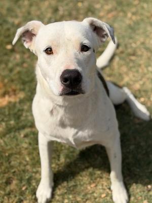 Wanda, Golden Retriever Mix, adult, available for adoption