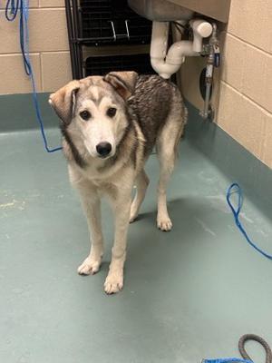 A dog with a white and brown coat standing on a green floor, with a blue leash and a black cage in the background.