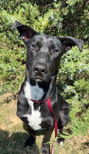 Diggy, Labrador Retriever Mix, young, available for adoption