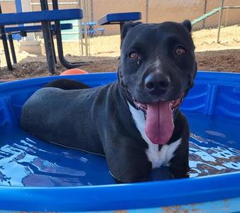 ATHENA, American Pit Bull Terrier, adult, available for adoption