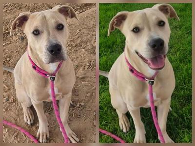 ARLO, Pit Bull Terrier, young, available for adoption