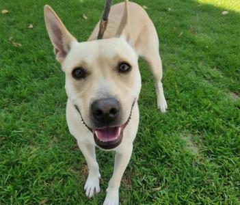 ABBY, German Shepherd Dog, adult, available for adoption