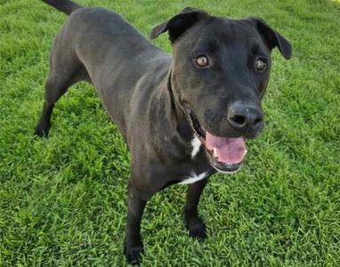 BUCK, Labrador Retriever / German Shepherd Dog, adult, available for adoption