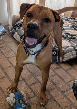 BOBBY, Rhodesian Ridgeback, adult, available for adoption