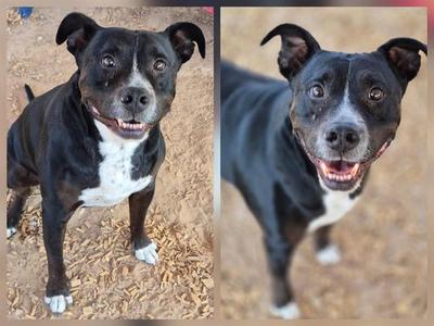 BEAST, Pit Bull Terrier, senior, available for adoption