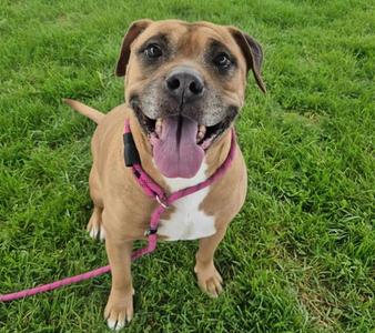 BEAST, American Pit Bull Terrier, senior, available for adoption