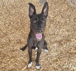 BRANDI, German Shepherd Dog, young, available for adoption