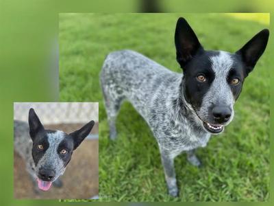 BLUE BOY, Australian Cattle Dog/Blue Heeler, adult, available for adoption