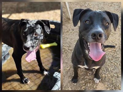 AQUA, Husky, young, available for adoption