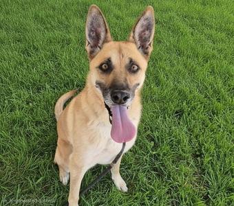 BERNICE, German Shepherd Dog, senior, available for adoption