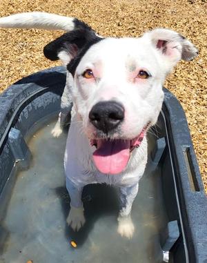 BUTCH, Labrador Retriever, adult, available for adoption