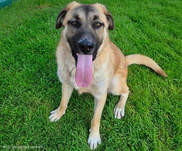 BARKLEY, German Shepherd Dog, young, available for adoption
