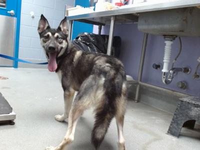 ASHTON, Husky, adult, available for adoption