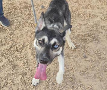 A husky dog with blue eyes and a pink tongue sticking out, standing on a dirt ground.