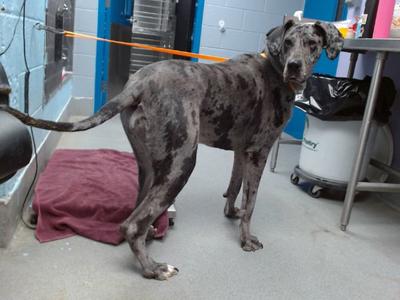 ARIAT, Great Dane, senior, available for adoption
