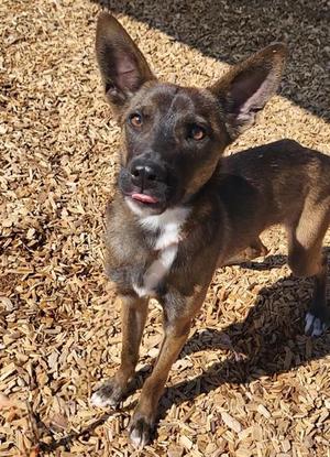 BLUEBERRY, Belgian Shepherd Malinois, adult, available for adoption