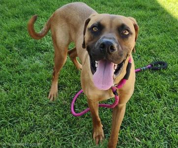 BLUEY, Boxer, young, available for adoption