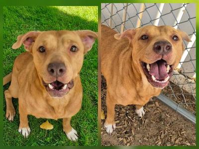 ABBY, Labrador Retriever, adult, available for adoption
