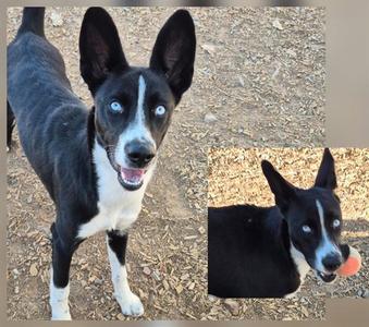 ABIGAIL, Border Collie, young, available for adoption