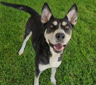 BELLA, Husky, adult, available for adoption