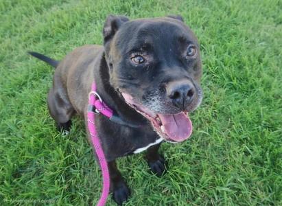 A black dog with a pink collar and leash, sitting on green grass, looking up with its tongue out.