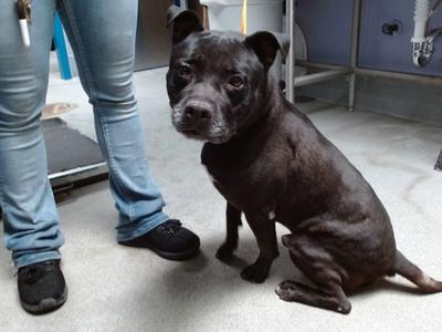 BOBO, American Pit Bull Terrier, senior, available for adoption