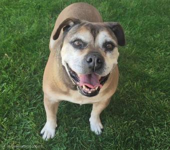 BETSY, Boxer / American Pit Bull Terrier, senior, available for adoption