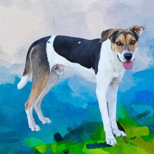 BANDIT, American Foxhound, adult, available for adoption