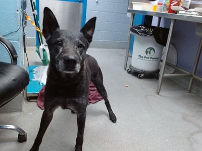 BUDDY, German Shepherd Dog, adult, available for adoption