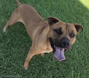 BAMBI, American Pit Bull Terrier, adult, available for adoption
