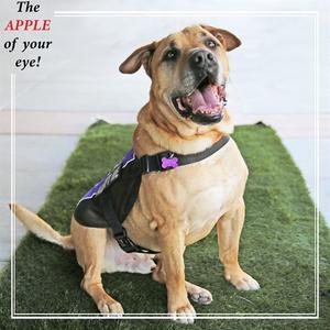 APPLE, Labrador Retriever, senior, available for adoption