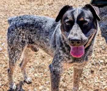 BEETLE, Australian Cattle Dog/Blue Heeler, adult, available for adoption